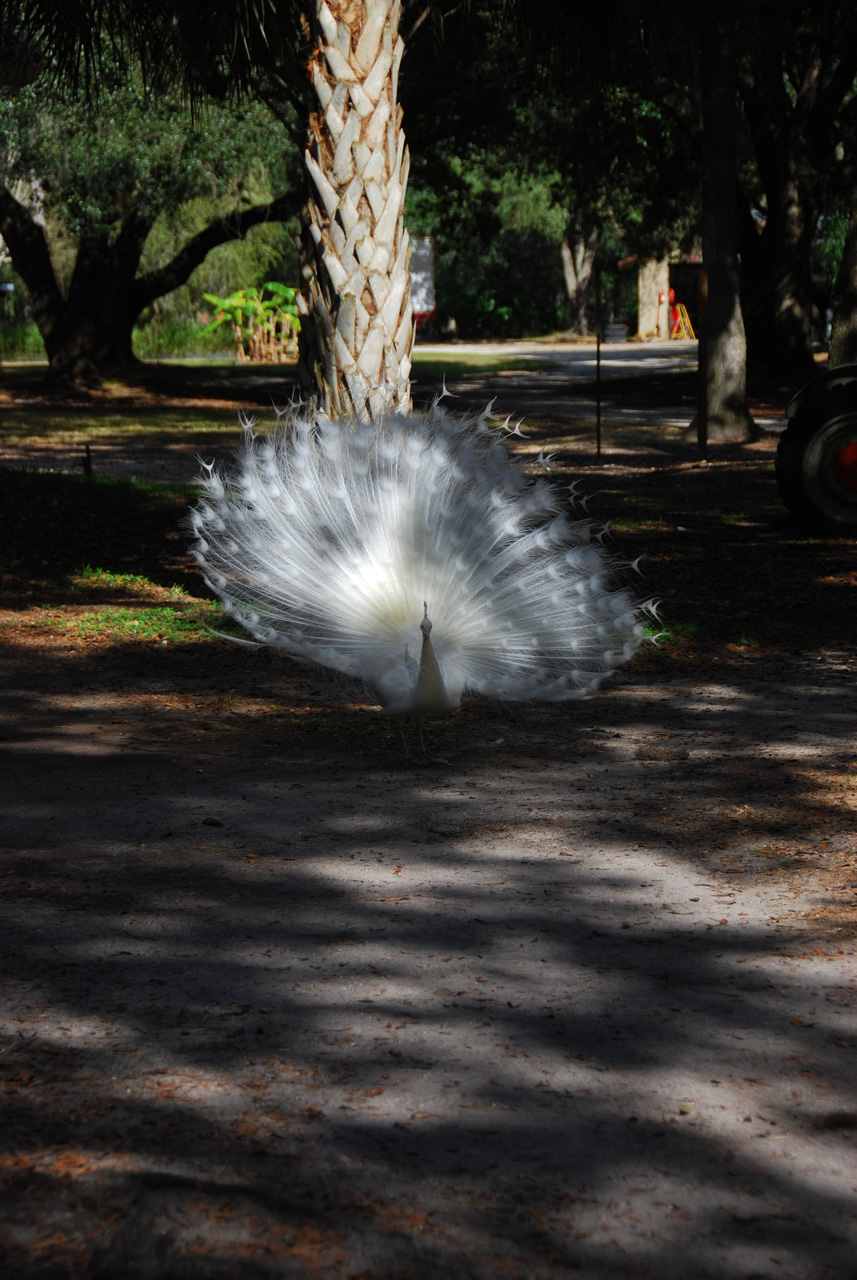 08-12-29, 113, Green Meadows Farm, Fla