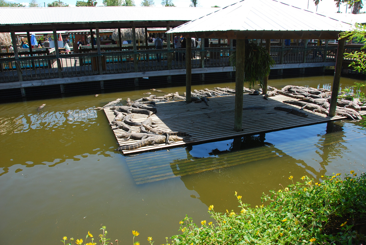 2009-04-07, 001, Gatorland, Florida