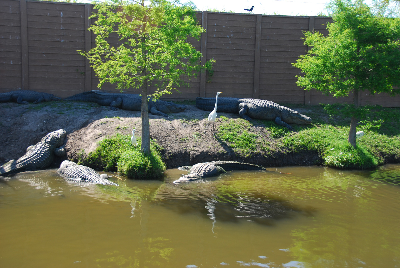 2009-04-07, 079, Gatorland, Florida