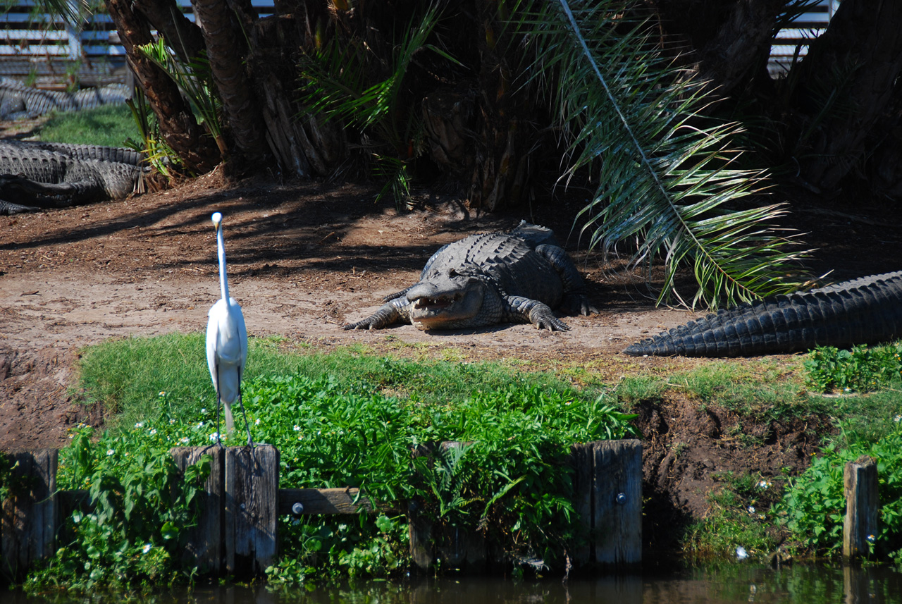 2009-04-07, 080, Gatorland, Florida