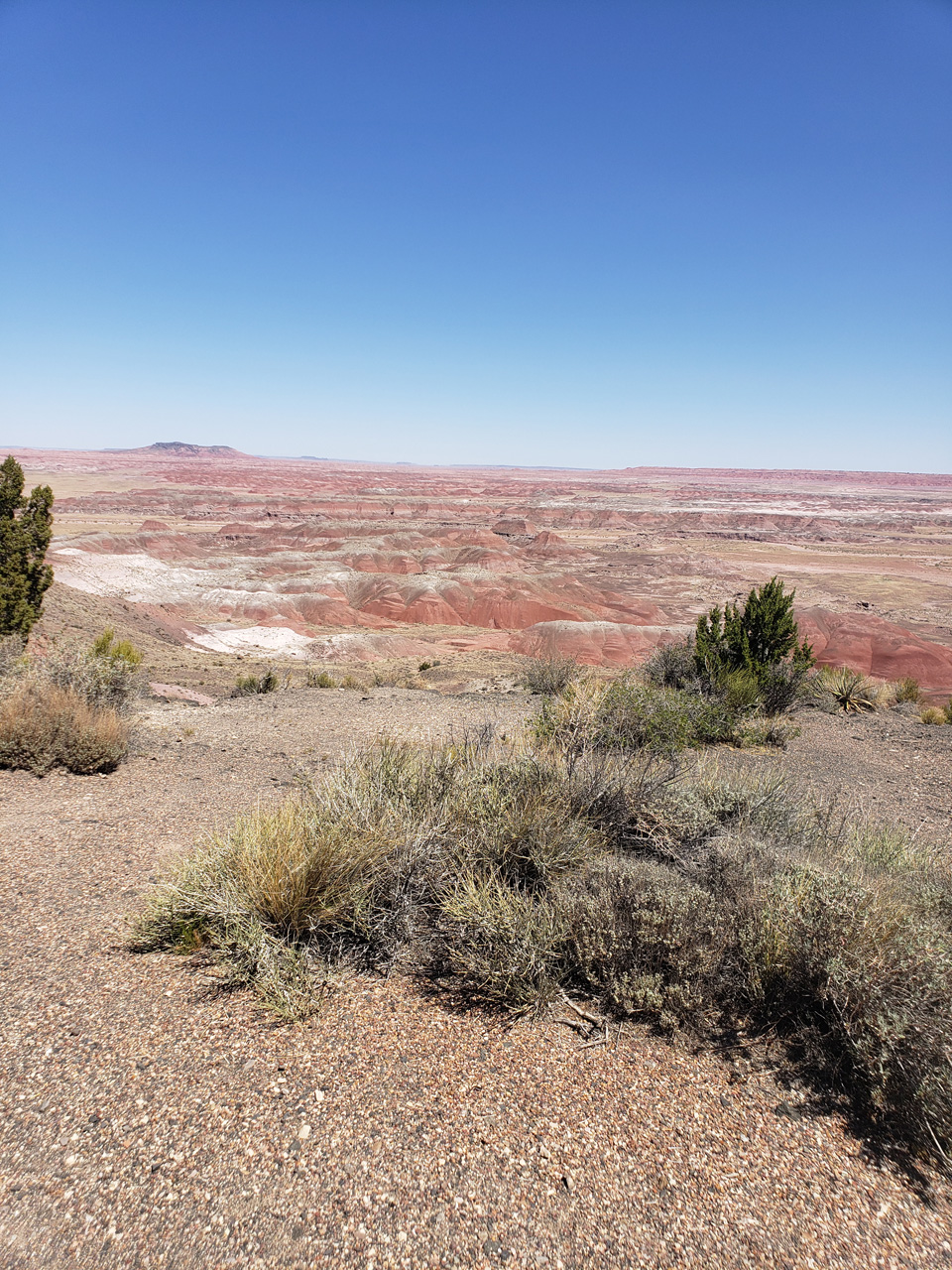 2022-06-20, 018, Connor at Petrified Forest